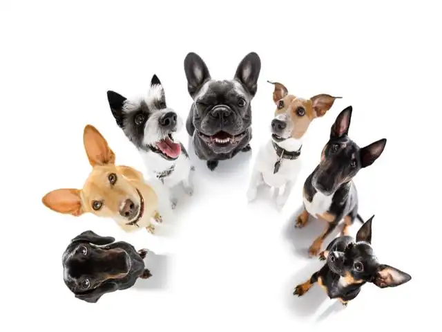 Dog Deworming Schedule Chart Featured